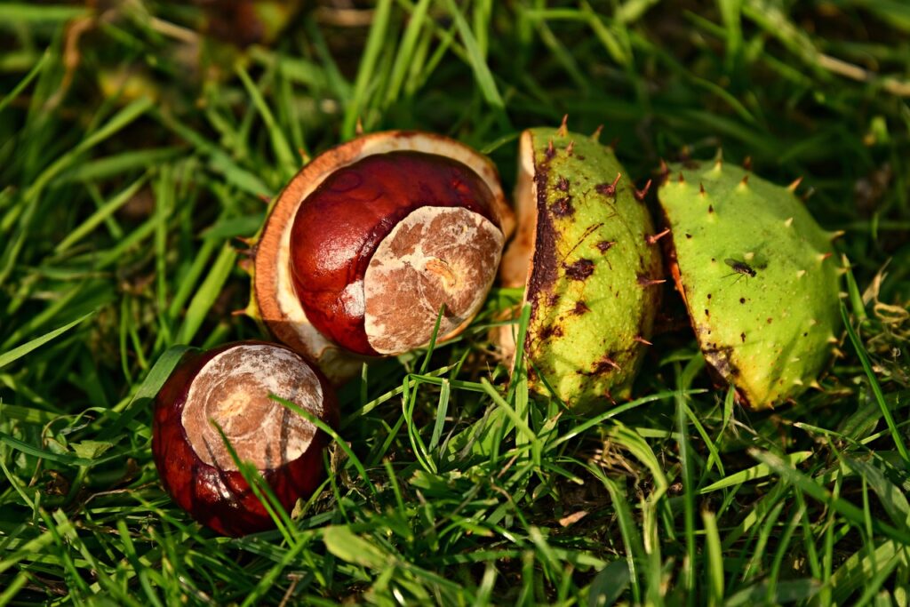 horse chestnut conkers